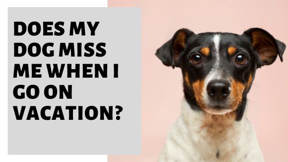 Does My Dog Miss Me When I Go On Vacation? » Pet Educate