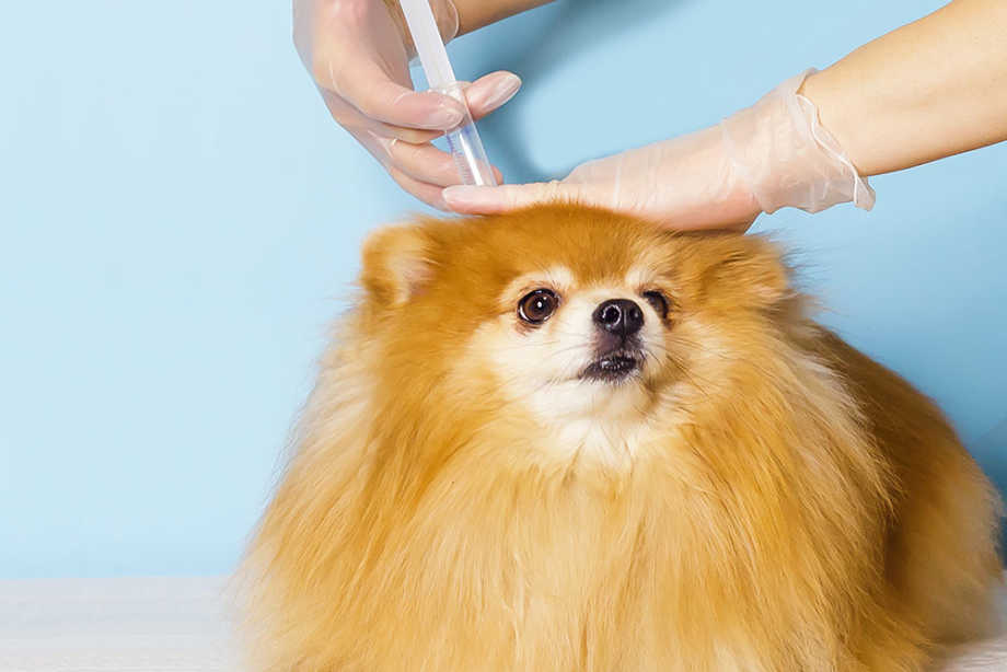 Dog Vaccine Schedule: A Guide To Dog & Puppy Shot Schedules | Small Door  Veterinary