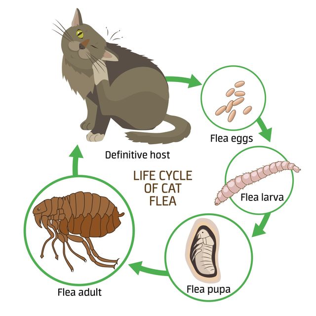 Will Hoovering Get Rid Of Fleas? Unveiling The Truth About Vacuuming