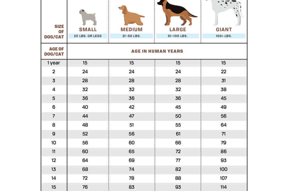 How To Calculate Your Dog'S Age In Human Years