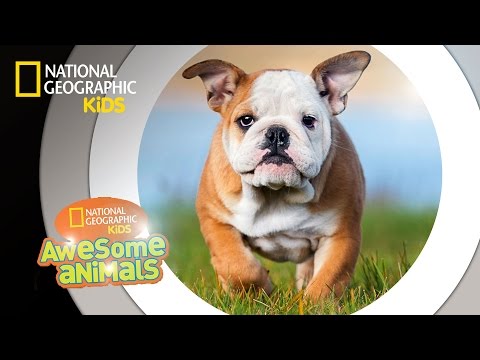 Dog Genius | Awesome Animals - Youtube