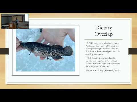 Impacts of Introduced Alaskan Blackfish (Dallia pectoralis)