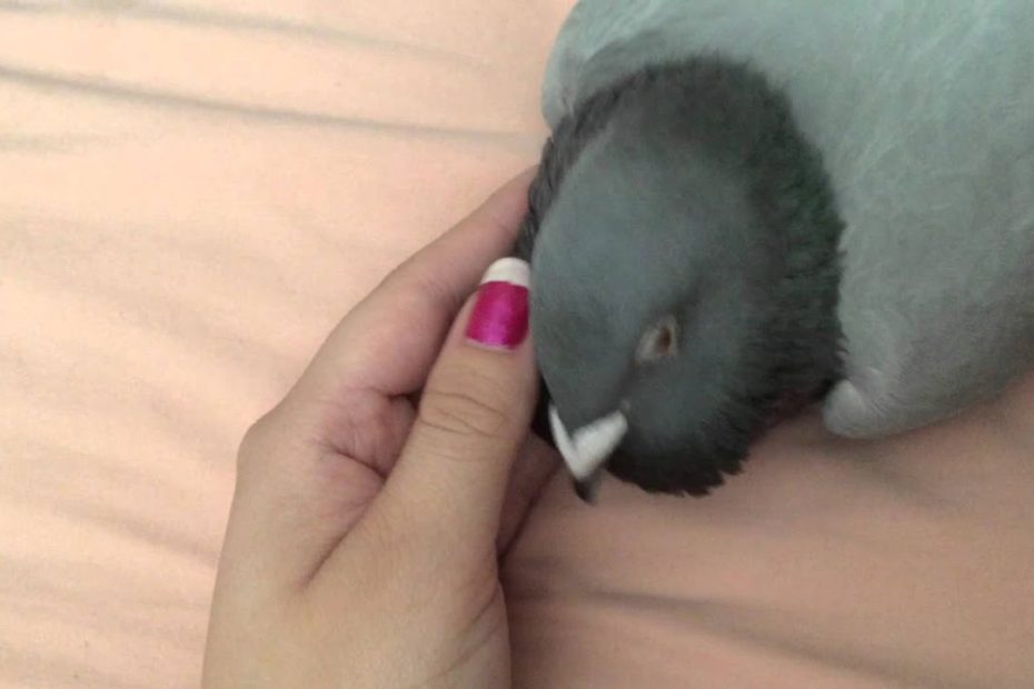 Pigeon Loves Cuddles - Youtube