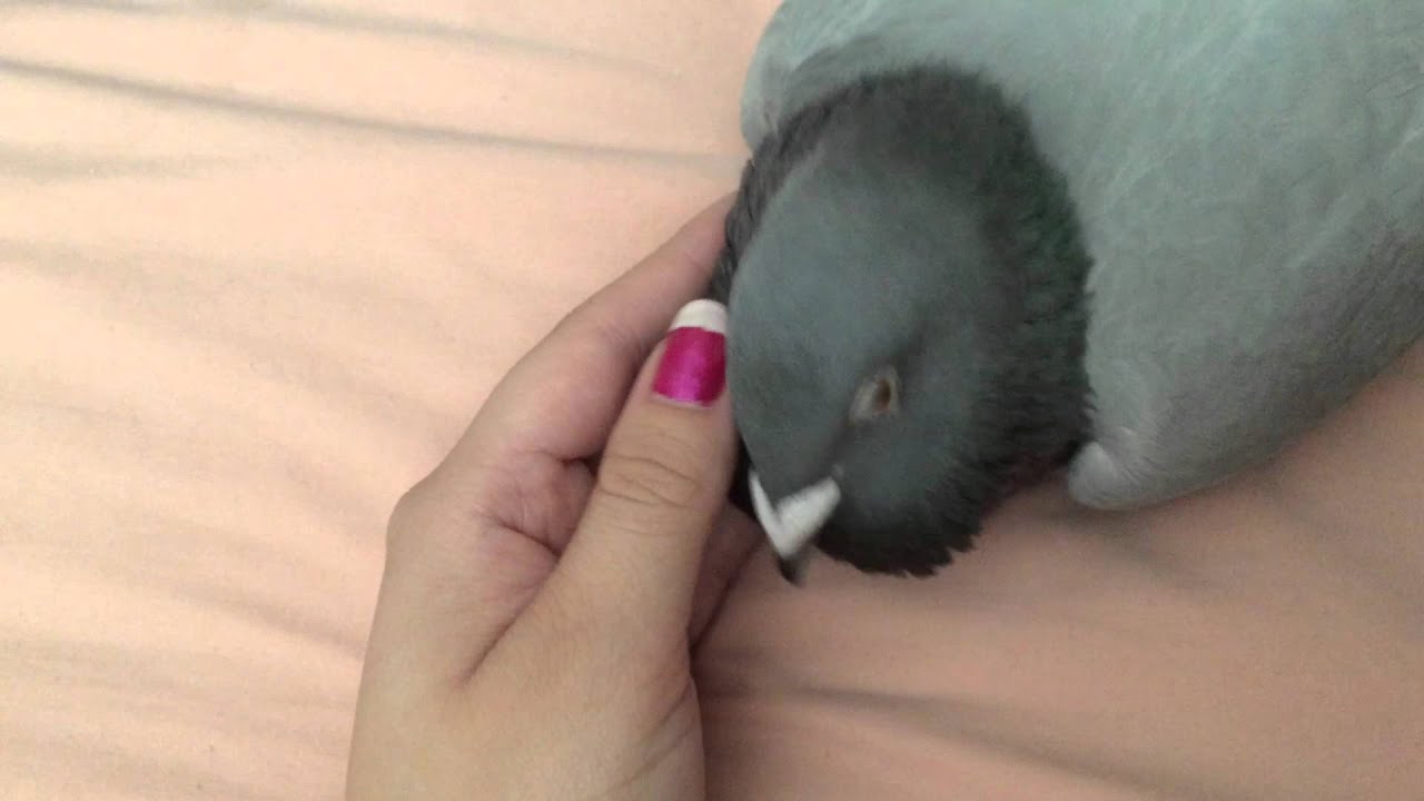 Pigeon Loves Cuddles - Youtube