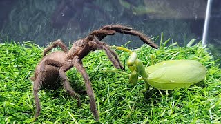 Praying Mantis Vs Big Spider Tarantula Fighting For Prey, Who Will Win? -  Youtube