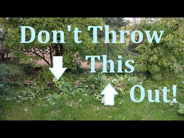 Pruning My Elderberry Bushes - Youtube
