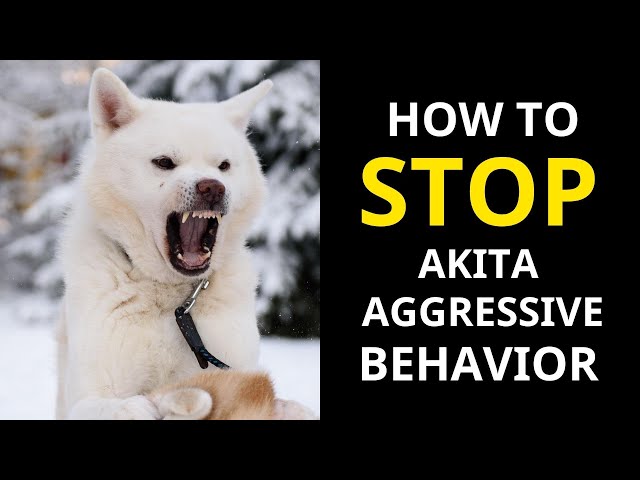 How To Solve Akita Aggression! Do'S And Don'Ts - Youtube